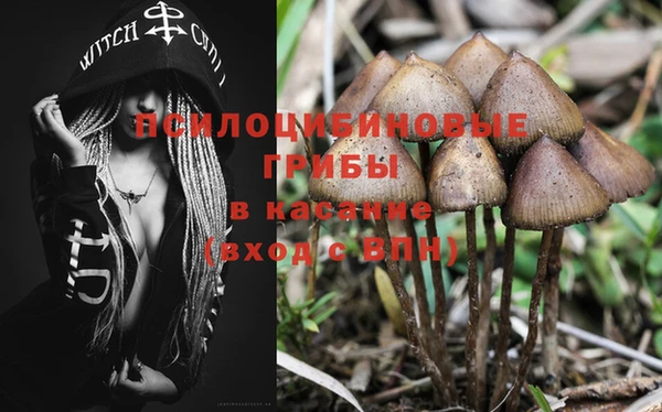 ПСИЛОЦИБИНОВЫЕ ГРИБЫ Белокуриха